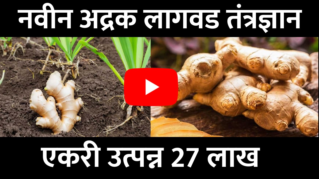 Ginger Cultivation