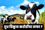 dairy farming